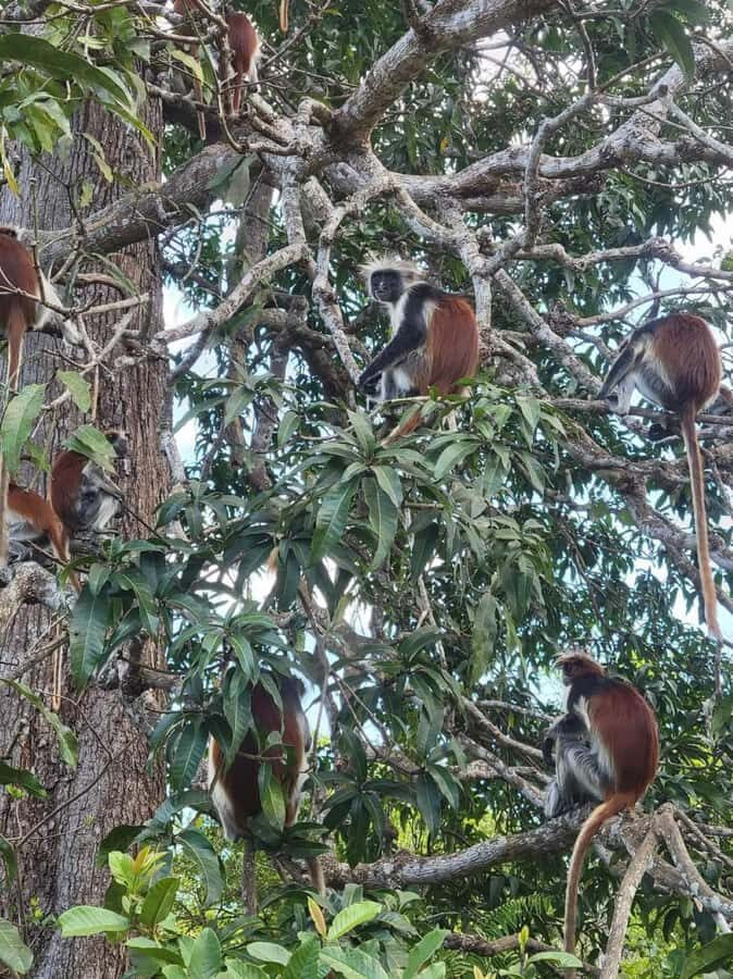 Zanzibar: Stone town Insights & Jozani forest Exploration - Should You Book This Zanzibar Combination Tour?