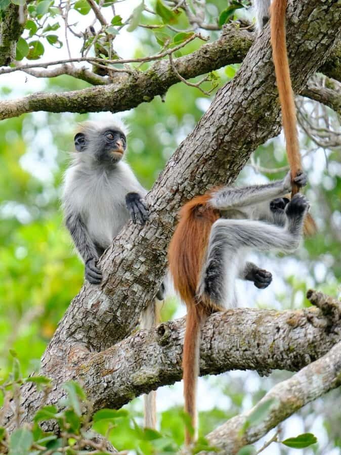 Zanzibar: Stone town Insights & Jozani forest Exploration - FAQ