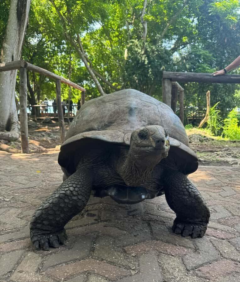 Zanzibar: Stone Town, Spice tour & Prison Island with Lunch - Cost and What’s Actually Included (and What Might Be Extra)