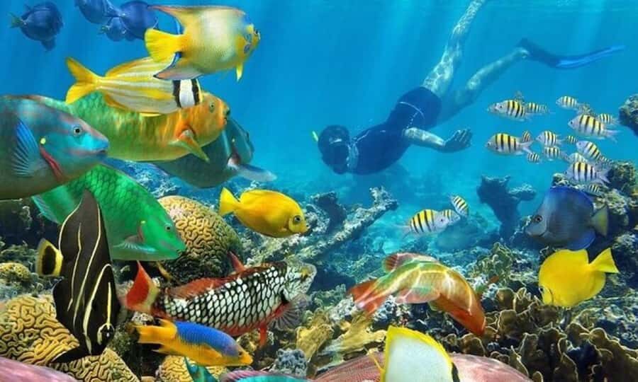 Zanzibar: Stone Town Walking Tour with Freddie Mercury … - Price and value: what $44 buys, and what costs extra