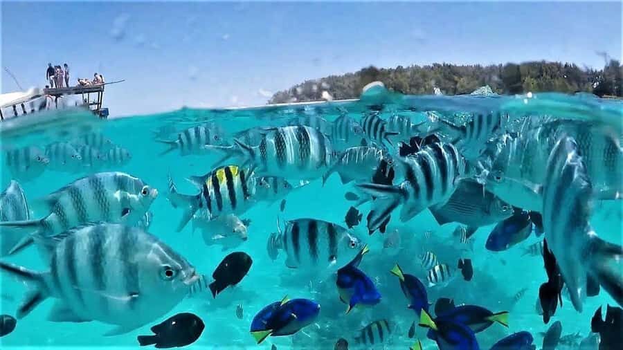 Zanzibar : Swim with dolphin + Snorkel mnemba coral Reef - Coastal scenery and downtime: the part people overlook