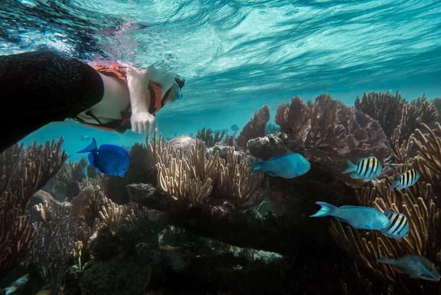 Zanzibar : Swim with dolphin + Snorkel mnemba coral Reef - The Mnemba Island snorkeling rules (and why they’re a good thing)
