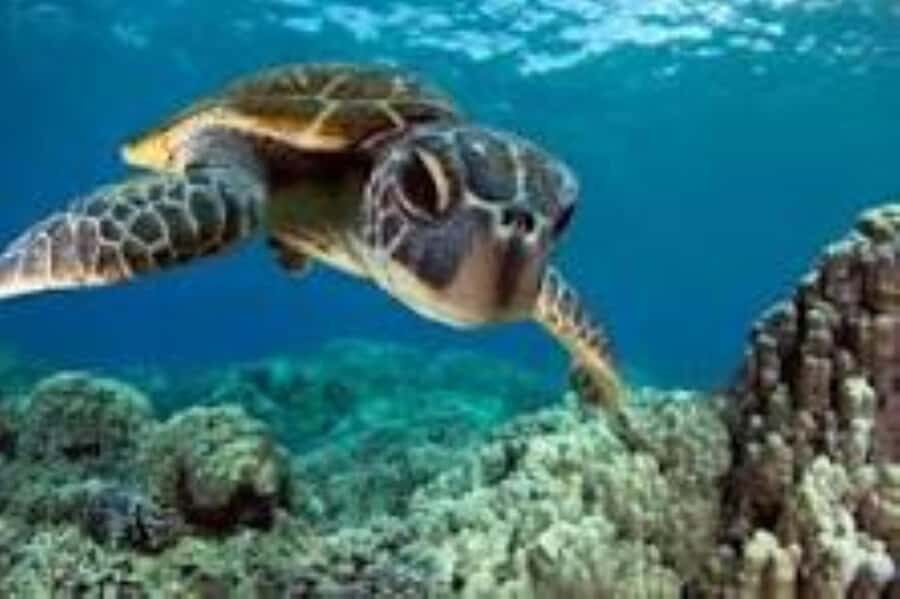 Zanzibar: Swim with Sea Turtles at Baraka or Salaam Aquarium - Baraka or Salaam Aquarium: which one you’ll actually visit