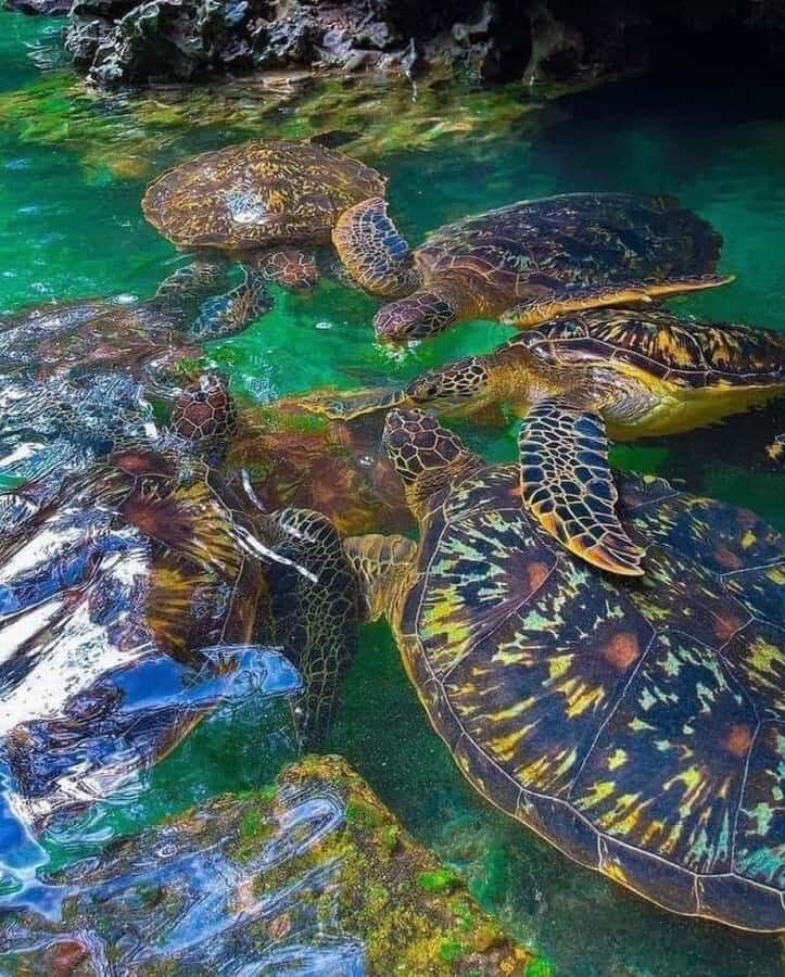 Zanzibar: Swim with turtles at Nungwi - Swim With Sea Turtles in Zanzibar’s Nungwi and Kizimkazi Aquariums
