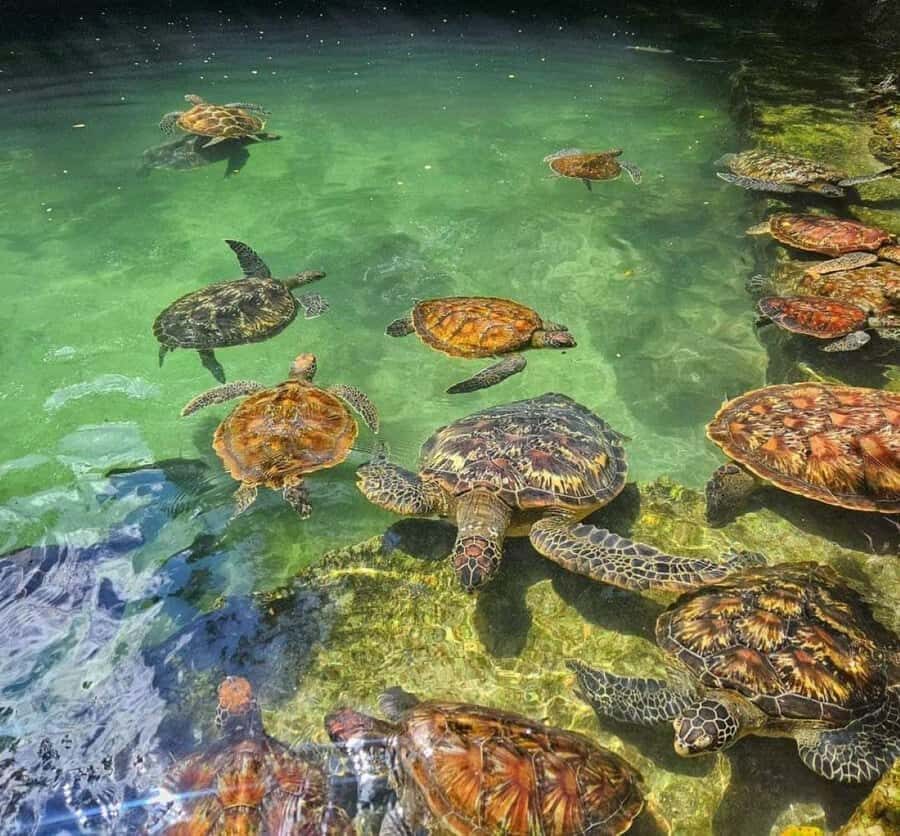 Zanzibar: Swim with turtles at Nungwi - How the Aquarium Choice Works Based on Your Hotel Location