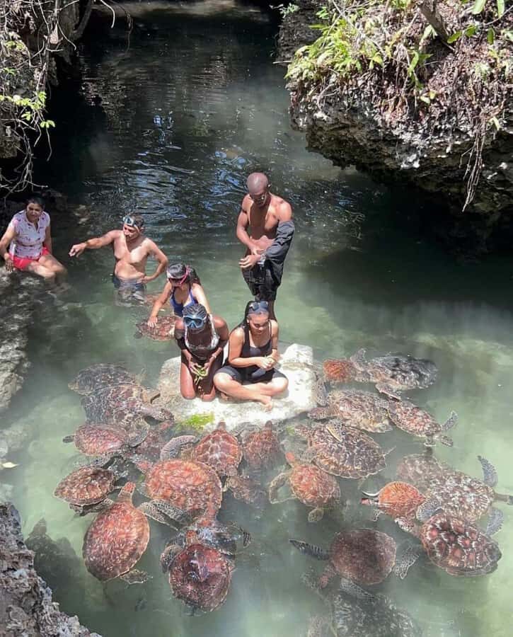 Zanzibar: Swim with turtles at Nungwi - Driver and Group Setup: Private Pickup, English Support