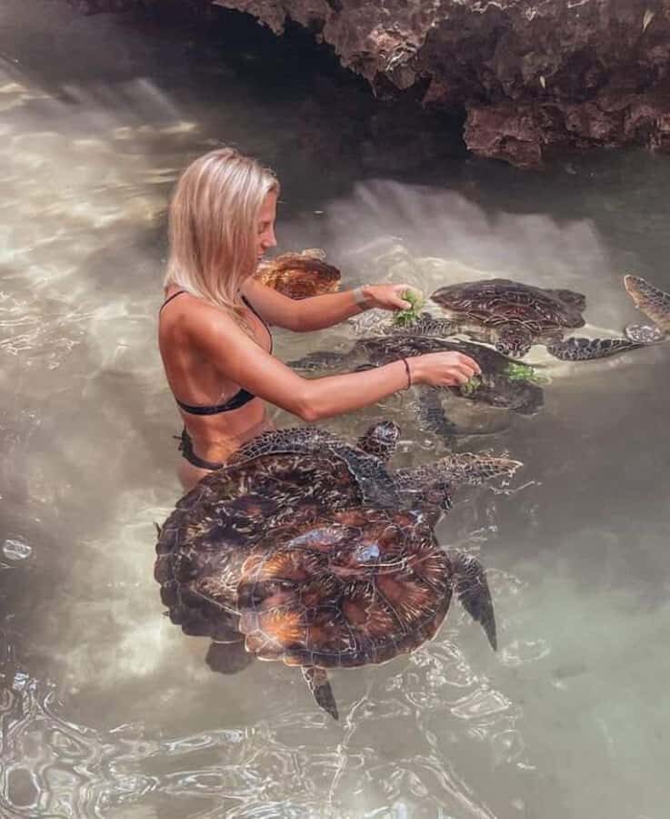 Zanzibar: Swim with turtles at Nungwi - Who Should Book This Turtle Swim Tour