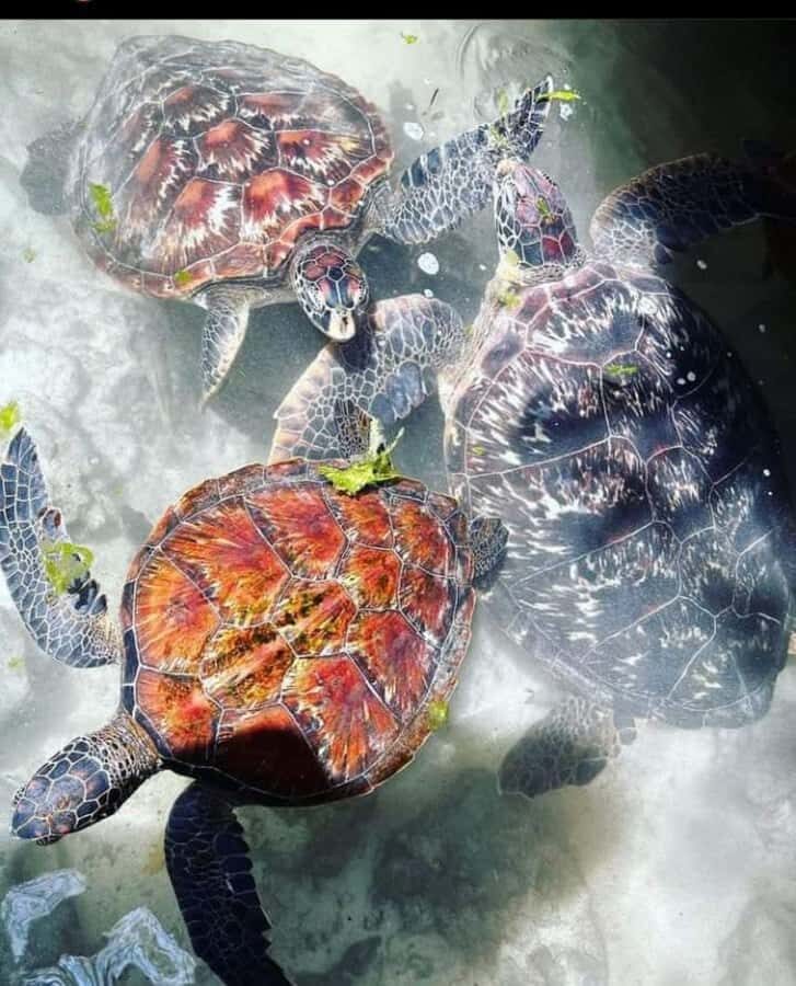 Zanzibar: Swim with turtles at Nungwi - The 2-Hour Plan: From Pickup to Turtle Time