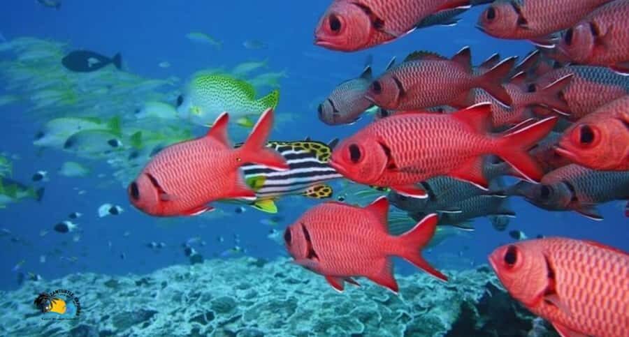 Zanzibar: Swimming & Snorkeling at Mnemba Atoll with Fruits - Why Mnemba Atoll feels special off Zanzibar’s northern coast