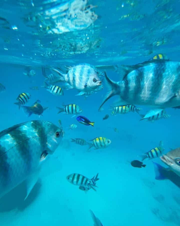 Zanzibar Swimming with Dolphins and snorkeling - Why Kizimkazi morning dolphins feel like the real Zanzibar deal