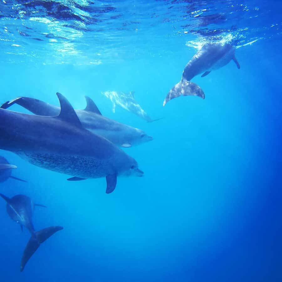 Zanzibar Swimming with Dolphins and snorkeling - Boat logistics you’ll actually feel: speed, waves, and getting ready fast