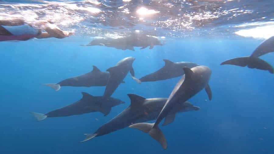 Zanzibar Swimming with Dolphins and snorkeling - Ethics and safety: the part you should not ignore