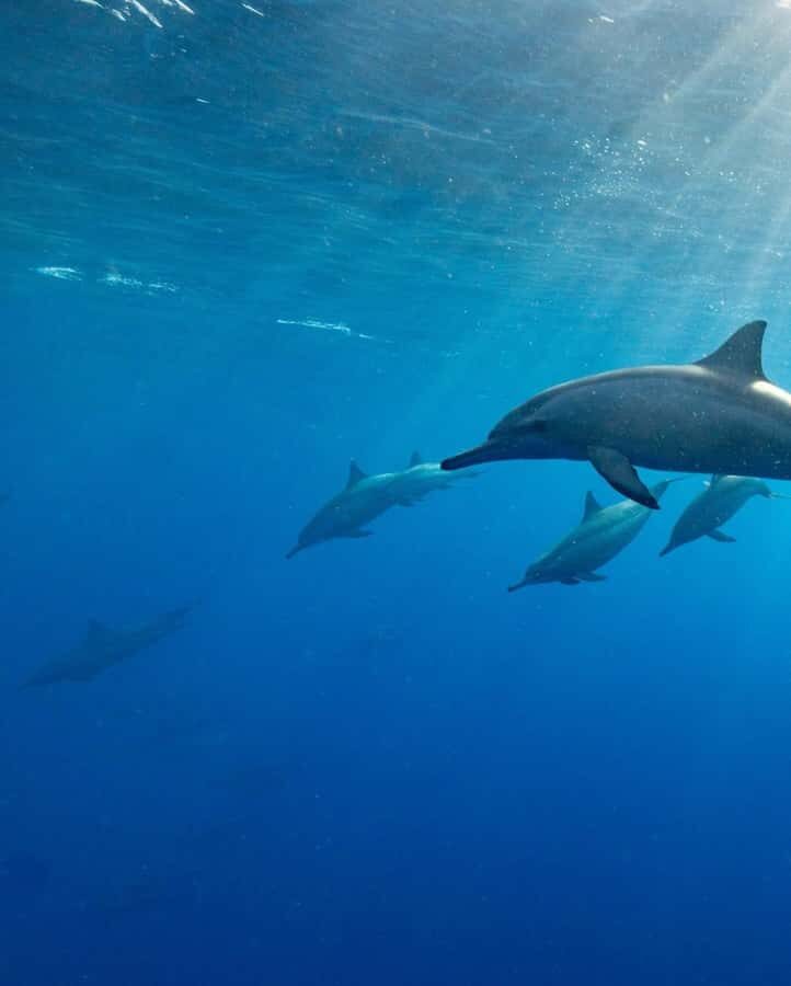 Zanzibar Swimming with Dolphins and snorkeling - After the tour: what you get when you come back