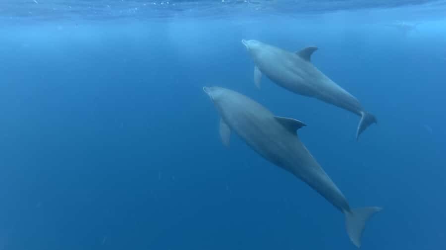 Zanzibar: Swimming with Dolphins and Snorkeling Private Tour - Key Points at a Glance
