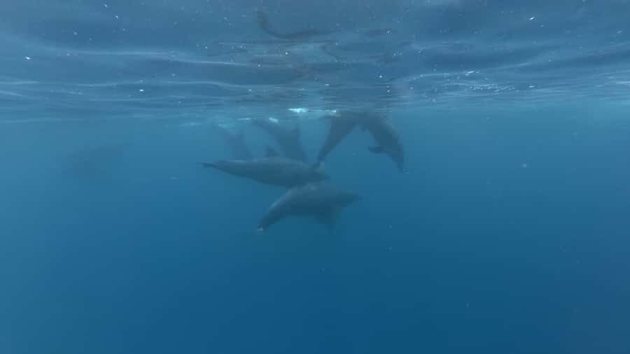 Zanzibar: Swimming with Dolphins and Snorkeling Private Tour - What Dolphin Swimming Actually Feels Like
