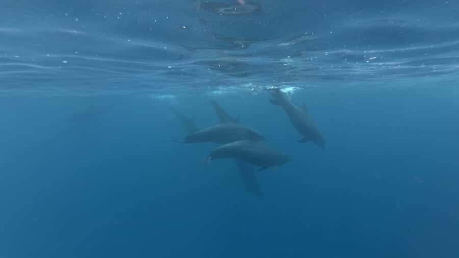 Zanzibar: Swimming with Dolphins and Snorkeling Private Tour - Snorkeling Over Coral: Where the Reef Time Can Be the Best Surprise