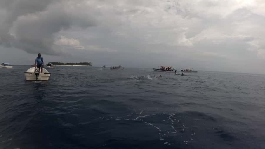 Zanzibar: Swimming with Dolphins and Snorkeling Private Tour - Price and Value: Is $120 for 3 Hours Fair?
