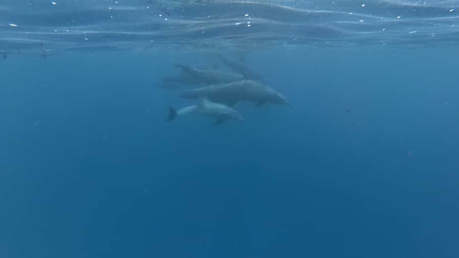 Zanzibar: Swimming with Dolphins and Snorkeling Private Tour - Chasing Dolphins Without Making It Feel Like a Stampede
