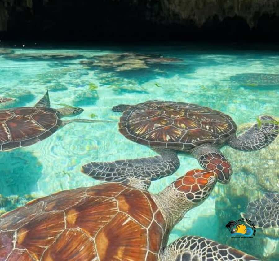 Zanzibar: Swimming with Turtles at Salaam Cave Aquarium - Getting There From Your Hotel: The 1-Hour Van Ride Each Way