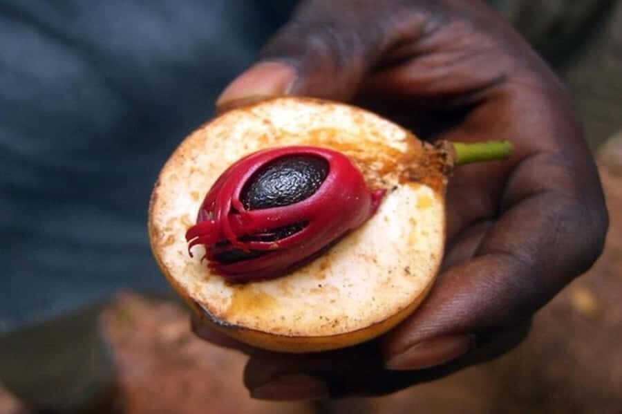 Zanzibar: Walking Spice Farm with Local Cooking Class - The $50 Question: Is This Good Value in Zanzibar?