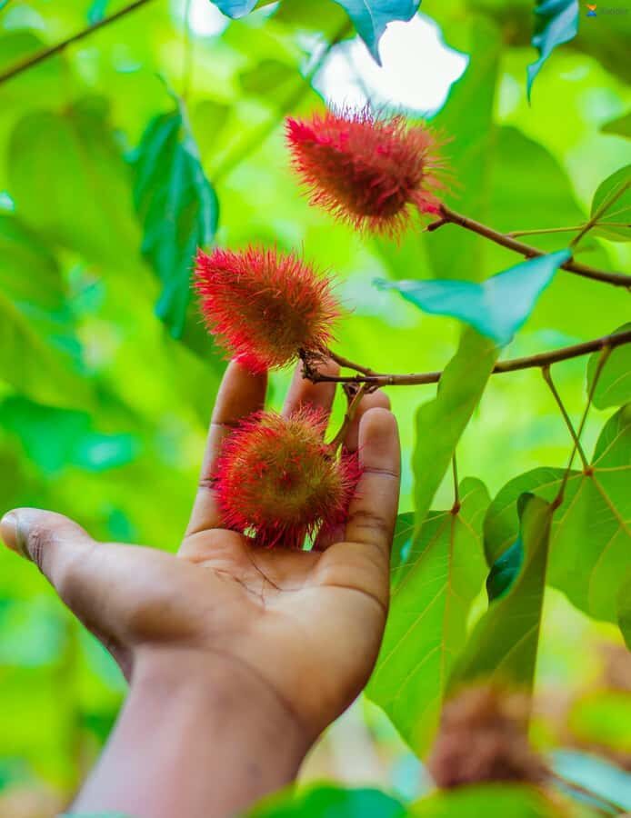 Zanzibar:Jozani forest, Spice farm with Swahili Cuisine clas - Pricing and value: is $94 per person fair?
