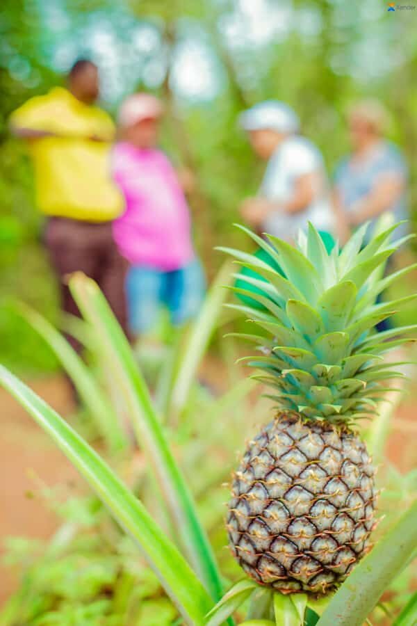 Zanzibar:Jozani forest, Spice farm with Swahili Cuisine clas - Practical tips so the day stays smooth